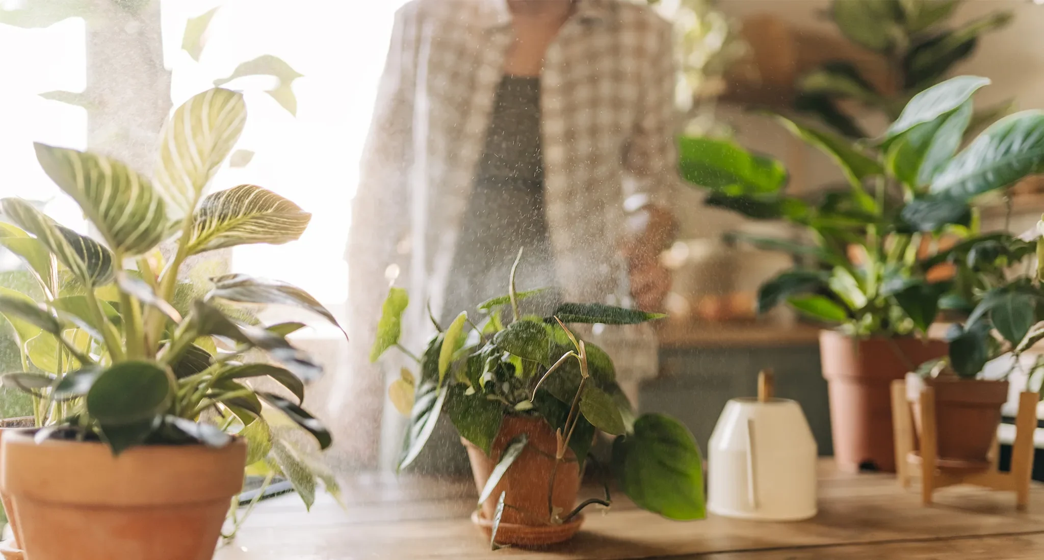 Fall garden - hero banner Nursery plant