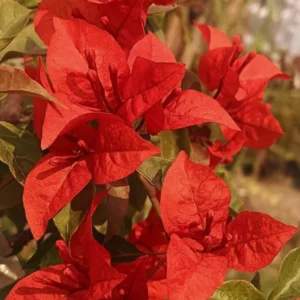 Flame Bougainvillea Plants Live - Flowering Trees for Garden, 4-7 Inches
