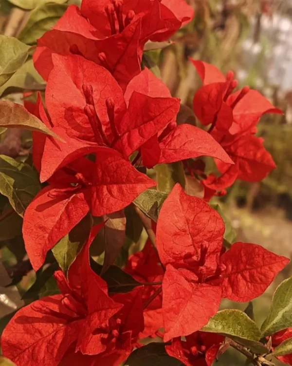 Flame Bougainvillea Plants Live - Flowering Trees for Garden, 4-7 Inches