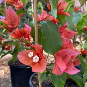 Flame Bougainvillea Plants Live - Flowering Trees for Garden, 4-7 Inches