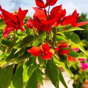 Flame Bougainvillea Plants Live - Flowering Trees for Garden, 4-7 Inches