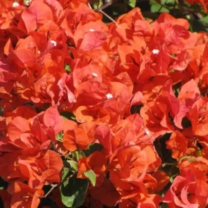 Flame Bougainvillea Plants Live - Flowering Trees for Garden, 4-7 Inches