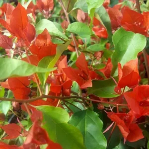 Flame Bougainvillea Plants Live - Flowering Trees for Garden, 4-7 Inches