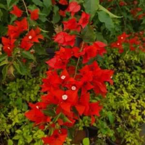 Flame Bougainvillea Plants Live - Flowering Trees for Garden, 4-7 Inches