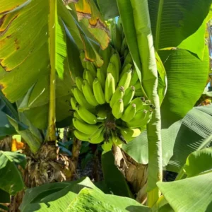 Basjoo Banana Tree Live Plant - Cold Hardy Tropical Seedling 4-8 Inch