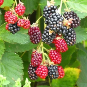 Arapaho Thornless Blackberry Plants Live Bushes 5-8 Inch Tall