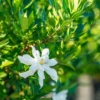 Gardenia Frost Plants - Live Cape Jasmine Plants 5-7 Inch - Set of 2
