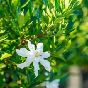 Gardenia Frost Plants - Live Cape Jasmine Plants 5-7 Inch - Set of 2