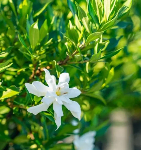 Gardenia Frost Plants - Live Cape Jasmine Plants 5-7 Inch - Set of 2