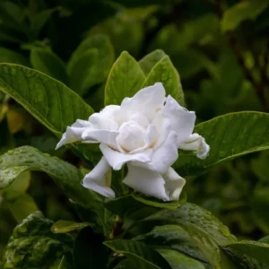 Gardenia Frost Plants - Live Cape Jasmine Plants 5-7 Inch - Set of 2