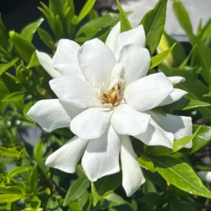 Gardenia Frost Plants - Live Cape Jasmine Plants 5-7 Inch - Set of 2