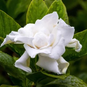 Gardenia Frost Plants - Live Cape Jasmine Plants 5-7 Inch - Set of 2