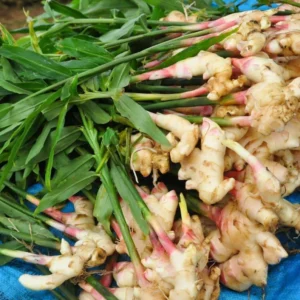 Ginger Plants 2-Pack - Starter Plants for Indoor/Outdoor Growing