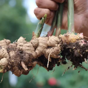 Ginger Plants 2-Pack - Starter Plants for Indoor/Outdoor Growing