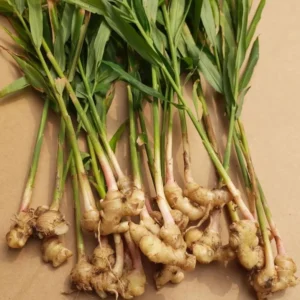 Ginger Plants 2-Pack - Starter Plants for Indoor/Outdoor Growing