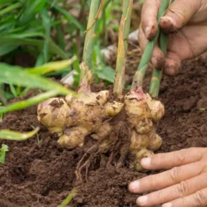 Ginger Plants 2-Pack - Starter Plants for Indoor/Outdoor Growing