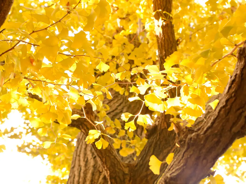 Ginkgo Trees