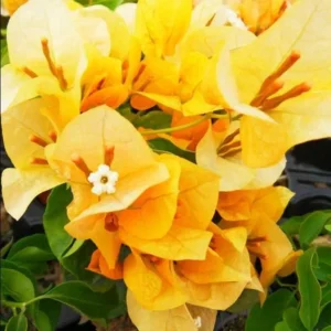 Gold Bougainvillea Flowering Plants - 2 Starter Trees - Outdoor Garden