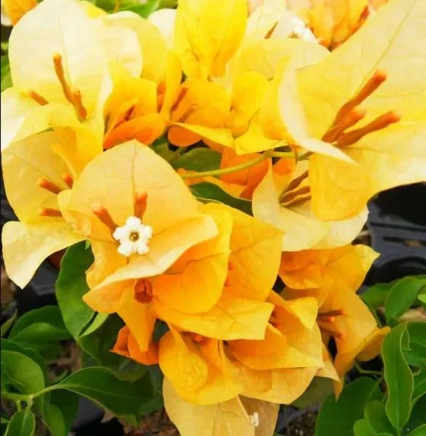 Gold Bougainvillea Flowering Plants - 2 Starter Trees - Outdoor Garden