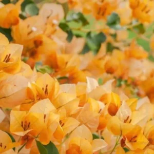 Gold Bougainvillea Flowering Plants - 2 Starter Trees - Outdoor Garden