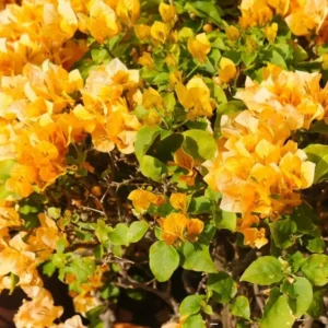 Gold Bougainvillea Flowering Plants - 2 Starter Trees - Outdoor Garden