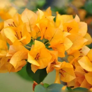 Gold Bougainvillea Flowering Plants - 2 Starter Trees - Outdoor Garden