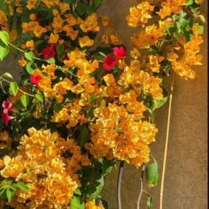 Gold Bougainvillea Flowering Plants - 2 Starter Trees - Outdoor Garden