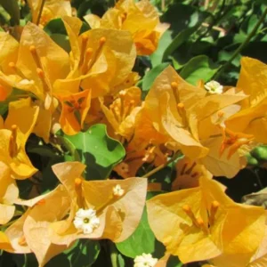 Gold Bougainvillea Flowering Plants - 2 Starter Trees - Outdoor Garden