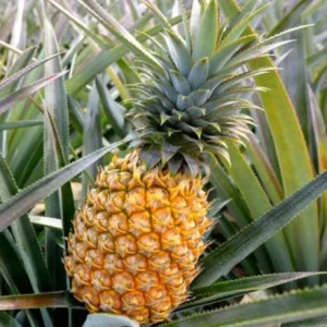 Gold Pineapple Plant Live - Set of 4 - Sweet Fruit Tree Seedling - 5-8 Inch Tall