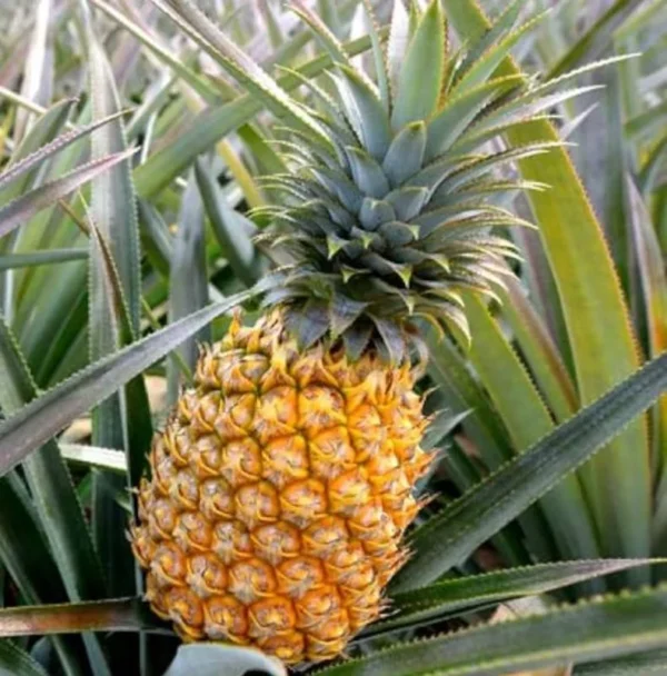 Gold Pineapple Plant Live - Set of 4 - Sweet Fruit Tree Seedling - 5-8 Inch Tall