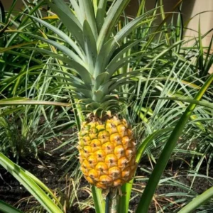 Gold Pineapple Plant Live - Set of 4 - Sweet Fruit Tree Seedling - 5-8 Inch Tall