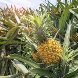 Gold Pineapple Plant Live - Set of 4 - Sweet Fruit Tree Seedling - 5-8 Inch Tall