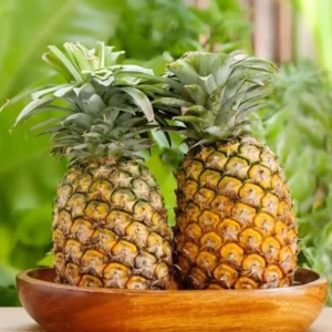 Gold Pineapple Plant Live - Set of 4 - Sweet Fruit Tree Seedling - 5-8 Inch Tall
