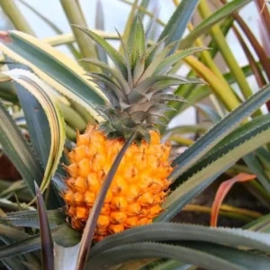 Gold Pineapple Plant Live - Set of 4 - Sweet Fruit Tree Seedling - 5-8 Inch Tall