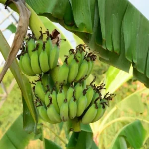 Grand Nain Banana Tree Live Plant - 5-7 Inch Banana Fruit Plant Well Rooted