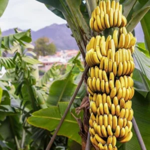 Grand Nain Banana Tree Live Plant - 5-7 Inch Banana Fruit Plant Well Rooted