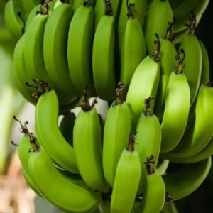 Grand Nain Banana Tree Live Plant - 5-7 Inch Banana Fruit Plant Well Rooted