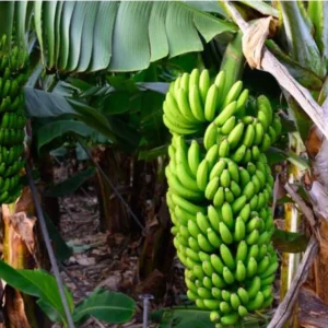 Grand Nain Banana Tree Live Plant - 5-7 Inch Banana Fruit Plant Well Rooted