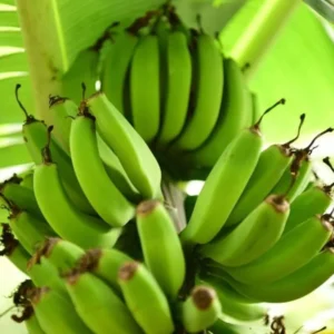 Grand Nain Banana Tree Live Plant - 5-7 Inch Banana Fruit Plant Well Rooted