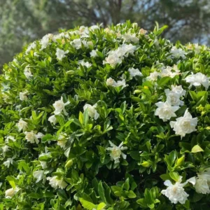 Gardenia Frost Plants - Live Cape Jasmine Plants 5-7 Inch - Set of 2