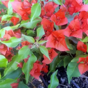 Bougainvillea Flame Plant Set - Live Flowering Vine 4-8 Inches, Climbing Plant