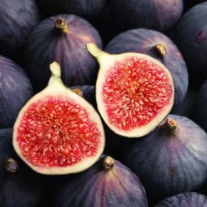 Black Mission Fig Tree Live Plant - 4-7 Inches Starter Fig Plant for Garden
