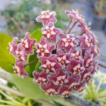 Hoya Pubicalyx Mottled Silver Leaf Plant Live - 5 Inch Indoor/Outdoor