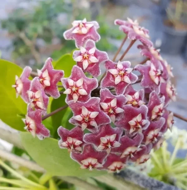 Hoya Pubicalyx Mottled Silver Leaf Plant Live - 5 Inch Indoor/Outdoor