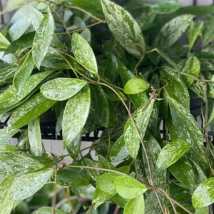 Hoya Pubicalyx Mottled Silver Leaf Plant Live - 5 Inch Indoor/Outdoor