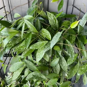 Hoya Pubicalyx Mottled Silver Leaf Plant Live - 5 Inch Indoor/Outdoor