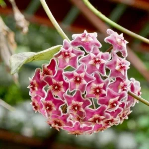 Hoya Pubicalyx Mottled Silver Leaf Plant Live - 5 Inch Indoor/Outdoor