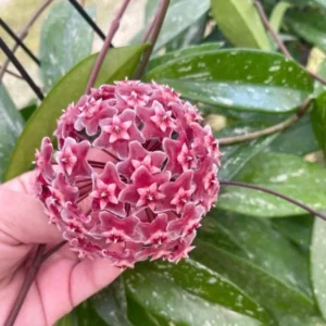 Hoya Pubicalyx Mottled Silver Leaf Plant Live - 5 Inch Indoor/Outdoor
