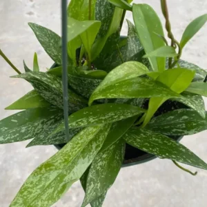 Hoya Pubicalyx Mottled Silver Leaf Plant Live - 5 Inch Indoor/Outdoor