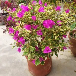 Ice Blueberry Bougainvillea Flowering Plant - 2 Starter Trees - Outdoor Garden